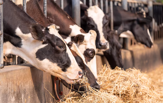 Healthy Dairy Cows