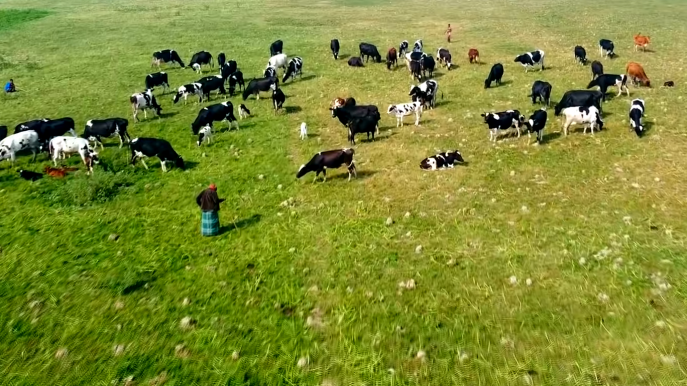 Green Pastures